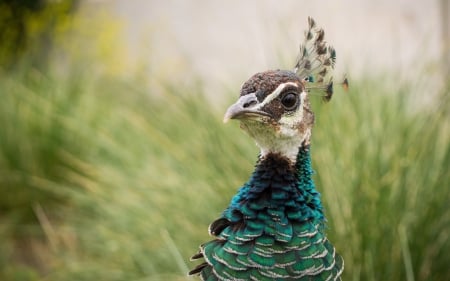 Peacock - feather, bird, peacock, green