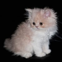 Cute Persian Kitten