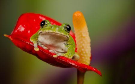 Frog - red, flower, frog, orange, yellow, green