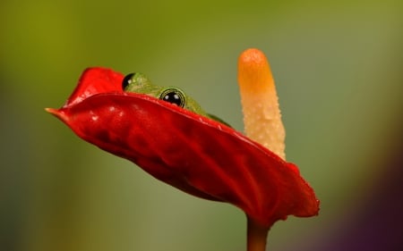 Frog - broasca, frog, eyes, funny, hiding, yellow, red, orange, green, cute, flower