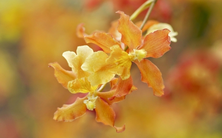 Orchids - orchid, flower, yellow, orange