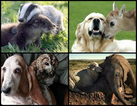 STRANGE ANIMAL FRIENDS - ANIMAL, STRANGE, FRIENDS, COLLAGE