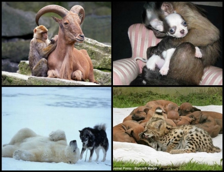 STRANGE ANIMAL FRIENDS - collage, animal, strange, friends