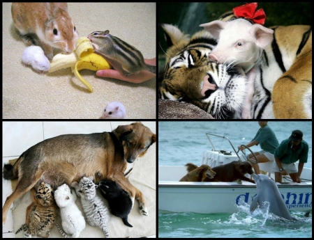 STRANGE ANIMAL FRIENDS - collage, animal, strange, friends