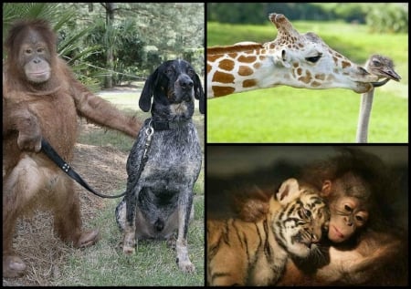 STRANGE ANIMAL FRIENDS - collage, animal, strange, friends