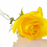 YELLOW ROSE BEAUTY