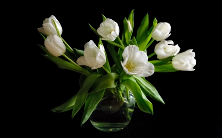 white tulip - flowers, vase, white, tulip