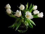 white tulip