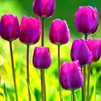 SPRING in PURPLE TULIPS