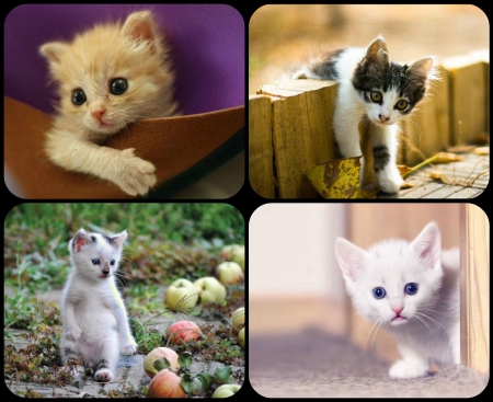 CUTE KITTIES - CUTE, LITTLE, COLLAGE, KITTIES