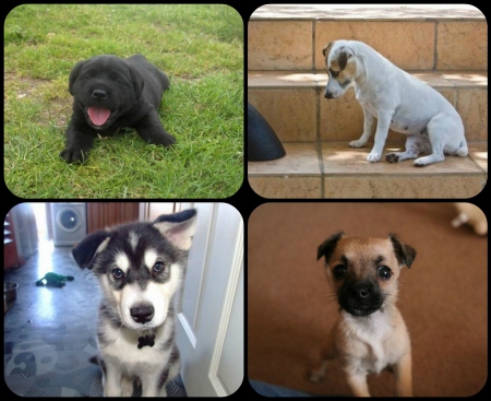 LITTLE PUPPIES - collage, little, cute, puppies