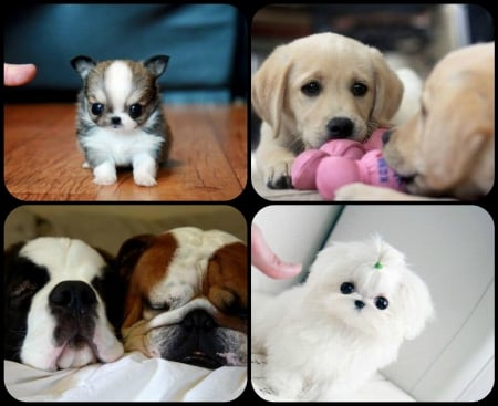 LITTLE PUPPIES - collage, little, cute, puppies