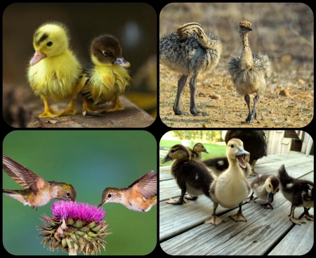 LITTLE BIRDS - collage, little, cute, birds