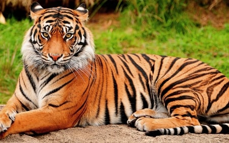 Bengal Tiger - resting, predator, wildlife, cat