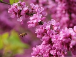 Pink Blossoms