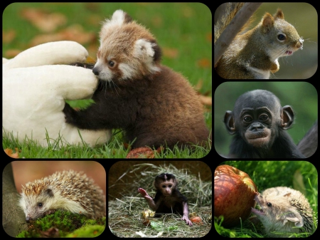 CUTE ANIMALS - collage, cute, animals, little