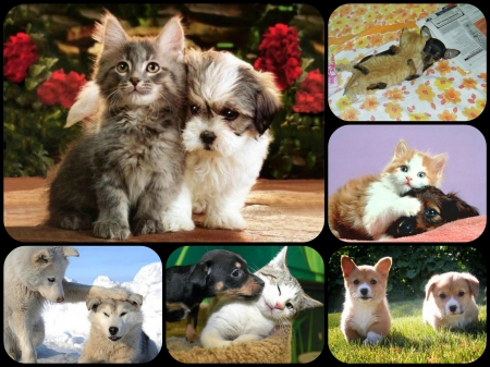 CUTE PAIRS - CUTE, COLLAGE, PAIRS, ANIMALS