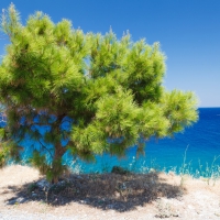 Pine Tree Seaside