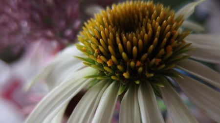 White flower - white, echinae, summer, garden