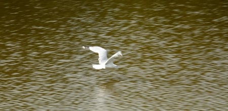 Moving in for the kill - big bird, swan, swan dive, white bird, Moving in for the kill