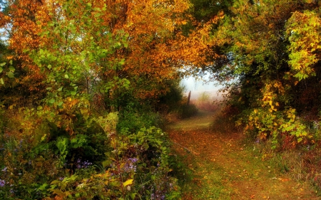 Autumn Path - nature, autumn, forest, woods, leaves, splendor, autumn leaves, path