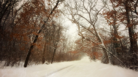 Winter - autumn, trees, winter, nature, fall, winter time, woods, forest, snow, splendor