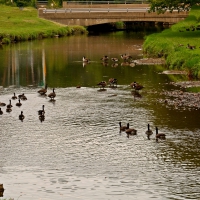 One Duck Of A Family