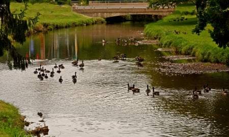 One Duck Of A Family - duck, ducks, geese, one duck of a family, pond, creek