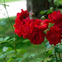 Ruby Red Rose