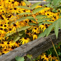 Wildflower Fence