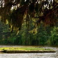 Summer Park Scenery