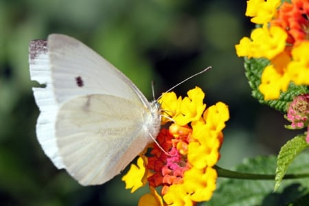 A butterfly - white, butterfly, yellow, orange, green, leaves, flowers