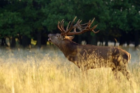 Reindeer - reindeer, roaring, fall, stag