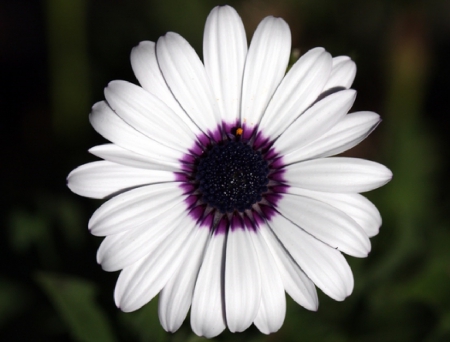 A flower - white, purple, petals, center, flower