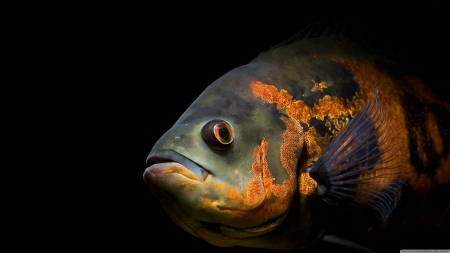 astronotus ocellatus - fish, orange, big, grey