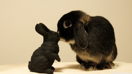 black bunny - black, rabbit, furry, bunny