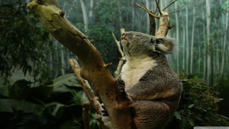 koala in tree - koala, tree, branch, marsupial