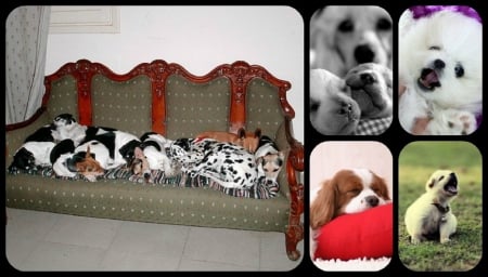 CUTE DOGS - collage, dogs, little, cute