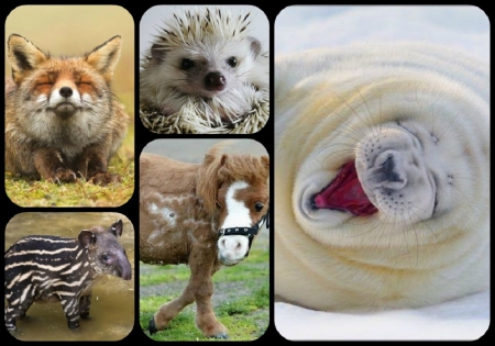 CUTE ANIMALS - collage, animals, little, cute