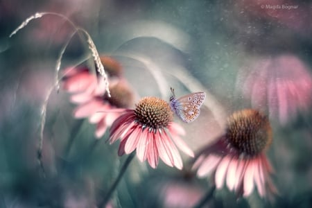 Summer wonderland - butterfly, flowers, summer time, pink