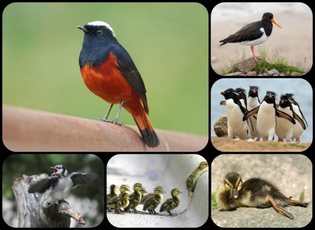 PRETTY BIRDS - collage, nature, pretty, birds