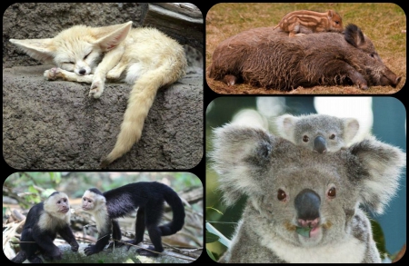 SOME MORE CUTE ANIMALS - collage, animals, cute, pretty