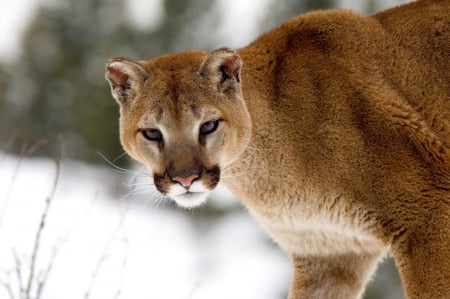 Montana cougar - animal, winter, montana, cougar, wild