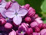 LOVELY LILACS