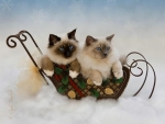 cute cats