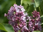 LILACS