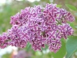 PRETTY LILACS