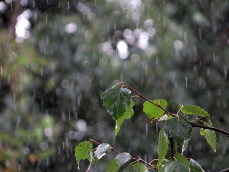 Rain - birch, autum, tree, rain