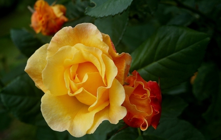 Rose - rose, flower, yellow, orange