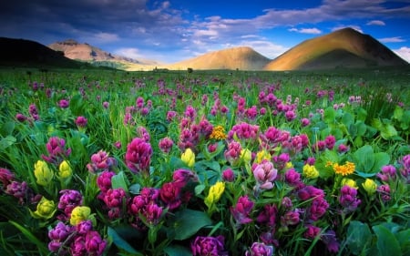 Wildflowers - sky, freshness, mountain, landscape, park, summer, lovely, nature, pretty, beautiful, colorado, wildflowers